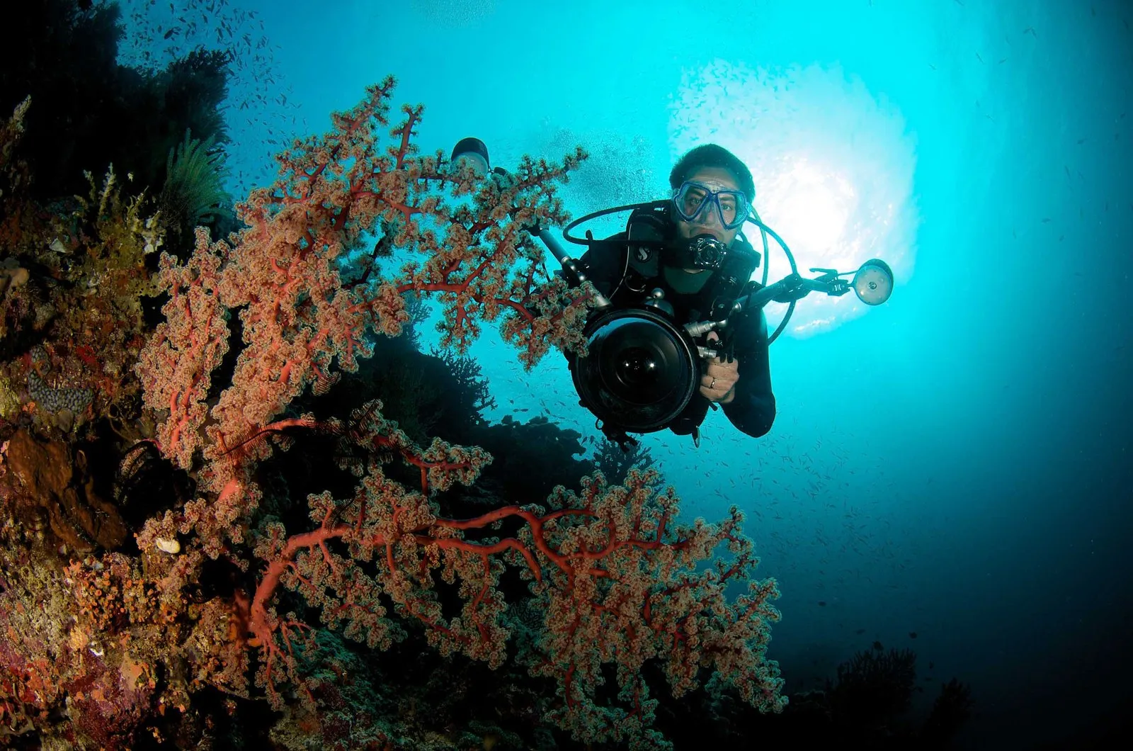 Ludovic Savariello en plongée, son appareil photo à la main, devant un corail