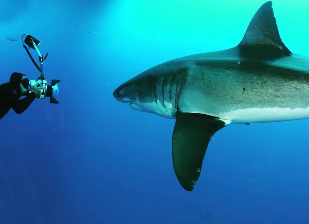 Ludovic Savariello face à face avec un grand requin blanc, appareil photo en main