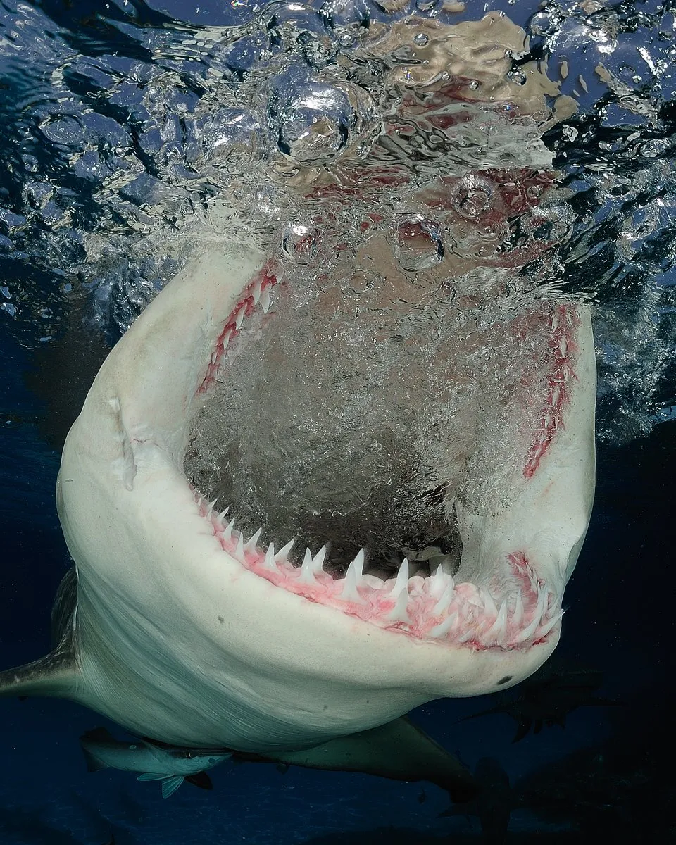 Requin gueule ouverte sous la surface, photographié face à l’objectif